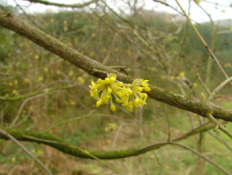 Cornus masGele kornoelje bestellen